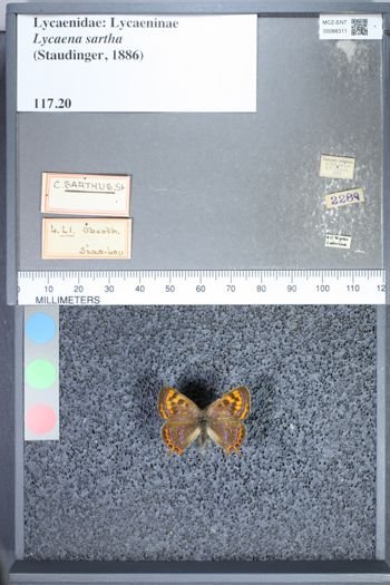 Media type: image;   Entomology 66311